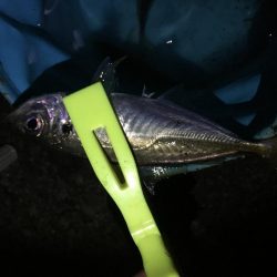 同付き仕掛けでアジ順調